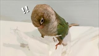 何度もティッシュに疑問を抱くウロコインコ〔Green Cheek Conure that have doubts about tissue〕