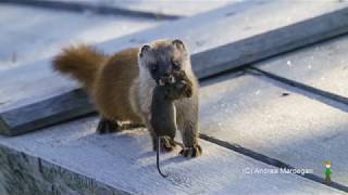 野生のイタチがネズミをゲット！ Una donnola ha preso un topolino!　A wild Japanese weasel caught a mouse!