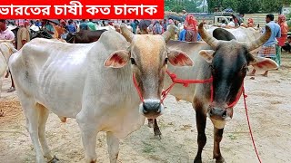 চাষী একজোড়া বিশাল বড় বলদ গরু নিজে বিক্রি করতে নিয়ে এসেছিল হাটে দাম 70 হাজার টাকা জোড়া চাচ্ছে ।