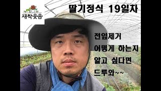 새싹웃음 담양딸기 딸기정식19일차 전잎제거 딸기성장 딸기키우기 새싹웃음농장