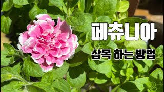 페츄니아 (페튜니아)흑진주/피로떼 퍼플 /피로떼 레드 /실패없이 삽목하는 방법/ 키우기