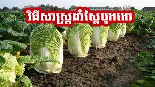 how to grow  Cabbage from seed for free របៀបដាំស្ពៃបូកគោក្នុងកេះស្នោ