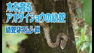 木を登るアオダイショウの幼蛇