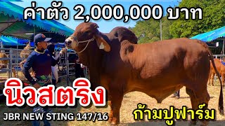 นิวสตริง JBR NEW STING 147/16 พ่อพันธุ์วัวบราห์มันตัวใหม่ ก้ามปูฟาร์ม ค่าตัว 2,000,000 บาท