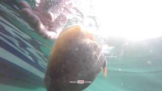 Cuttlefish released in slo mo (slow motion) at Lyme Regis, Dorset, England