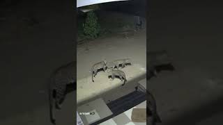 Cheetah was caught on cctv in  village #tiger #leopard