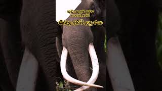 දළදා මාළිගාවේ පෙරහැරෙන්🐘 කුඩා කාලයේදීම ඉවත්වීමට සිදු වූ😪💔කාවේරි රාජා (හේතුවඇති වූ අබාධ තත්වයක් නිසා)