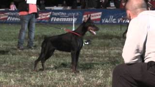 IDC 2012 - Black Females Champion Class - The Dobermann - www.the-dobermann.com