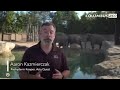 Baby elephant learns to swim at Columbus Zoo