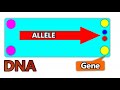 অ্যালিল বা অ্যালিলোমর্ফ কী ।। genetics allele ।। basic genetics।। allelomorph