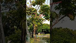 Umbrella Tree#short#shortvideo#shorts