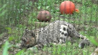 ユキヒョウ少年フク　テキトーができる賢い親子Super duper Smart 2022.7月 Snow Leopard Cub