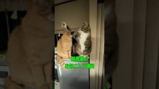 朝食後のお気に入り場所　 #捨猫 #捨て猫 #保護猫 #猫のいる暮らし #cat