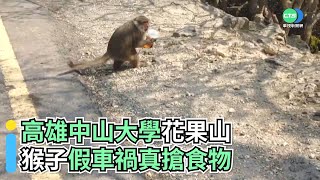 高雄中山大學花果山 猴子假車禍真搶食物｜👍小編推新聞 20220209