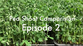 Pea Shoots Comparison Episode 2