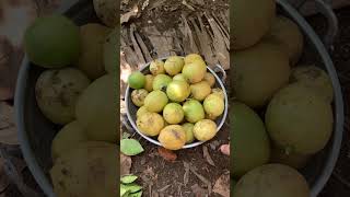 Harvest seedless lemons in a mini garden