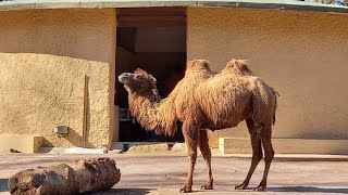 Bioparco di Roma - 9 marzo 2022