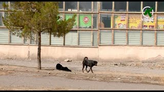 Sakinlərin kabusuna çevrilən sahibsiz küçə itləri nə vaxt yığışdırılacaq?