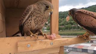 Rodičia - Sokol myšiar, Falco tinnunculus,  Poštolka