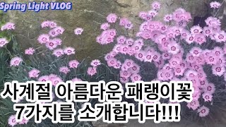 봄빛가드닝- 사계절 아름다운 패랭이꽃 7가지를 소개합니다!!!/정원/가드닝/정원꾸미기/정원가꾸기