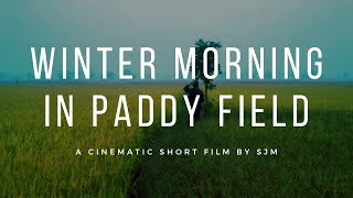 Winter Morning in Paddy fields | A cinematic Short Film | #winter #morning #shortfilm