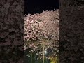 河津桜のライトアップ。今年初の桜でした。 shorts