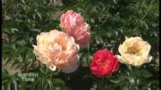 Adelman's Peonies