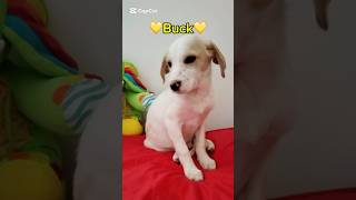 Buck Cerca Casa | Dolce Cucciolino Cerca Urgente Casina #shorts #puppy #adotta #love #dog #urgente