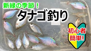 【タナゴ釣り】新緑の季節にのんびり釣行！