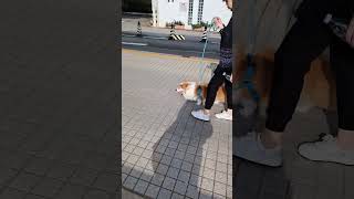 2024年3月25日 狗狗🚾搵廁所 主人讓路The dog use the toilet, her owner gives way