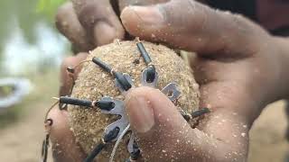 spider hook fishing|tamil fishing video|river fishing| big cat fish|tilapia|@fishingpirates