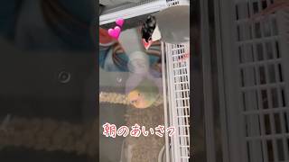 🐦🦜朝の挨拶💕九ちゃんの粟穂ブランコ、体操🤸‍♀️