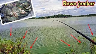 Rowo jombor. ikan nya sembunyi di semak semak klampis tak berduri