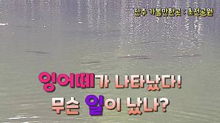 [진주가볼만한곳]초전공원 4/4 산책 - 이런 잉어떼는 처음이야, 무슨 일이이? This is the first time a carp swarm, what happened?