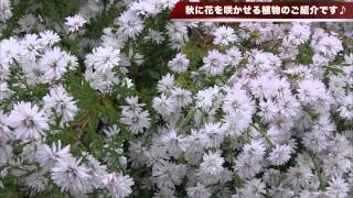 秋に花を咲かせる植物のご紹介です♪