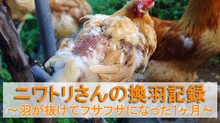 ニワトリさんの換羽期～雌鶏の羽がどっさり抜けてフサフサになった1ヶ月間の記録～