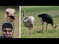 what is Struthionidae? INFORMATION about this kind of ostrich