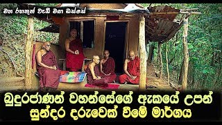 බුදුරජාණන් වහන්සේගේ ඇකයේ උපන් සුන්දර දරුවෙක් වීමේ මාර්ගය.. Maha Rahathun Wadi Maga Osse