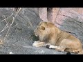 ライオン　ルナ＆レグルス　🦁レグルスくん　出待ちなの？🦁（東山動植物園）lion name is luna and regulus