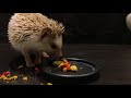 asmr happy the hedgehog eats crunchy donuts while you sleep no talking