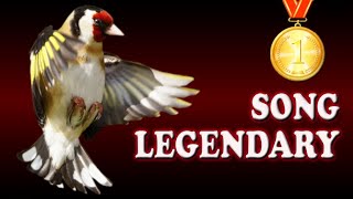 GOLDFINCH Legendary Training Song 12h !!!