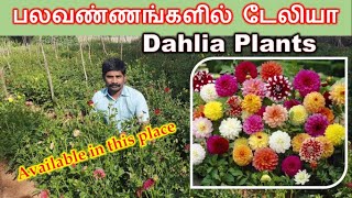 Multicolor Dahlia plants | டேலியா செடிகள் கிடைக்கும் இடம்