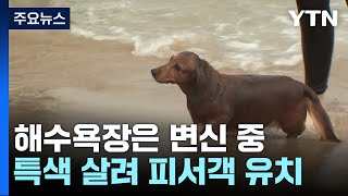 [날씨] 반려견 전용에 다이빙대까지...해수욕장은 변신 중 / YTN