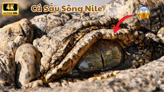 The Giant Nile Crocodile - Not for the Weak | The Battle for Survival in the Wild