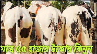 মাত্র 55000 প্যাকেজে খাইরুল ভাইয়ের খামার থেকে গরু কিনুন। সারা বাংলাদেশে হোম ডেলিভারি