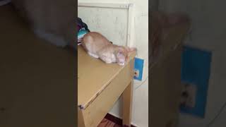 பூனையின் அலப்பறைகள்#funny #comedy #fun #cat #kittycomedy #kitten #funnyanimal