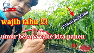 umur panen pertama tanaman cabe