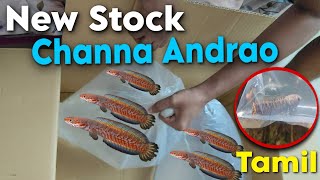 New Stock Unboxing Channa Andrao | Tamil