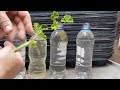How to Take Geranium Cuttings  Clones! 🏵 Save Money & Never Pay For Your Favorite Flowers Again!
