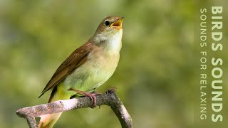 11 HOURS Natural Sounds - Morning Birds Singing - NO MUSIC,  Amazing Bird Sounds